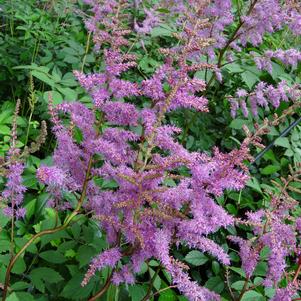 Astilbe arendsii 'Amethyst'