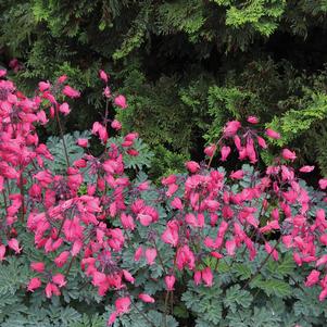 Dicentra 'AMORE™ Rose'