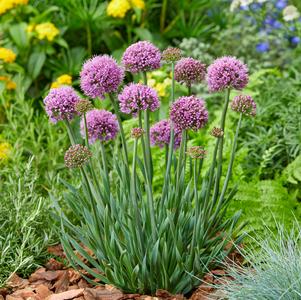 Allium 'Little Sapphire'