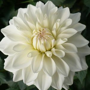 Dahlia 'GoGo White'