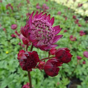 Astrantia major 'Star of Fire'