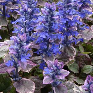 Ajuga reptans 'Burgundy Glow'