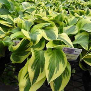 Hosta 'Bedazzled'