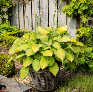 Hosta 'Paradigm'