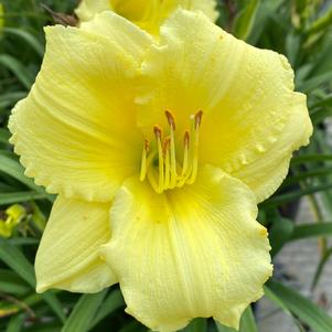 Hemerocallis 'Happy Returns'