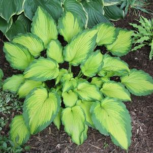 Hosta 'Emerald Ruff Cut'