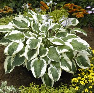 Hosta 'Minuteman'