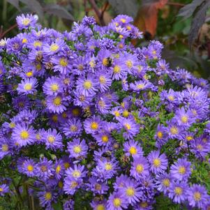 Aster 'Kickin® Lilac Blue'