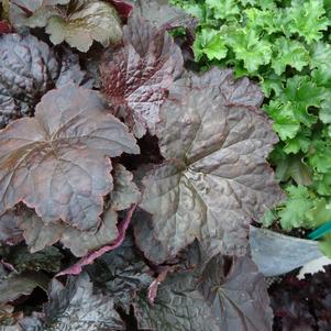 Heuchera micrantha 'Palace Purple'