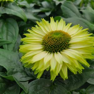 Echinacea 'SunSeekers Apple Green'