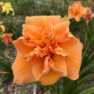 Hemerocallis 'Isabella Marafi'