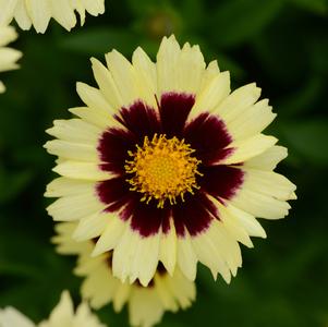 Coreopsis 'Uptick™ Cream and Red'