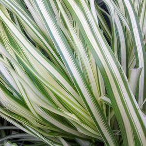 Calamagrostis x acutiflora 'Lightning Strike™'