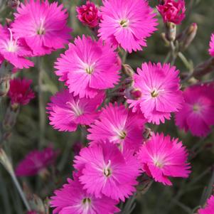 Dianthus gratianopolitanus 'Firewitch'