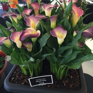 Calla 'Nashville®'