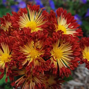 Chrysanthemum 'Matchsticks'