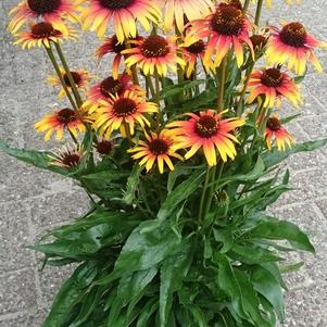 Echinacea 'Fine Feathered™ Parrot'