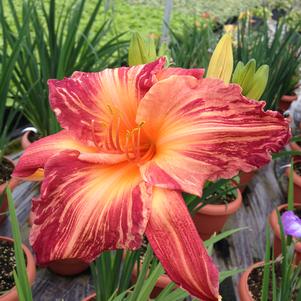 Hemerocallis 'Pink Stripes'