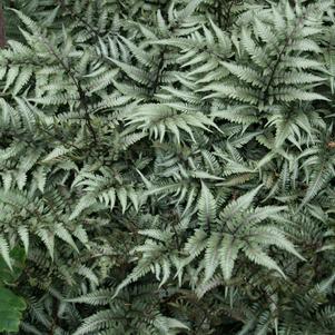 Athyrium niponicum pictum 'Godzilla'