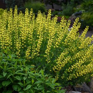 Baptisia 'American Goldfinch'