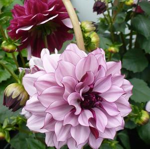 Dahlia Tall Dinner Plate 'Crème de Cassis'