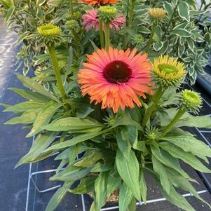 Echinacea 'SunSeekers Rainbow'