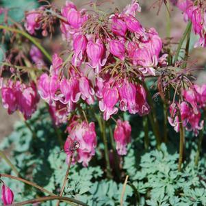 Dicentra x 'King of Hearts'