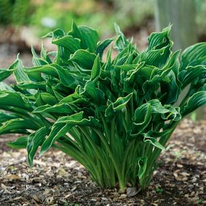 Hosta 'Praying Hands'