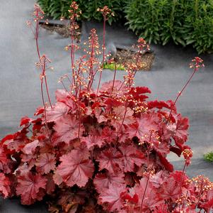 Heuchera 'Northern Exposure™ Red'