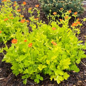 Geum 'Sunkissed Lime'