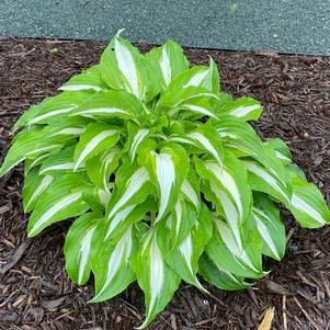 Hosta 'Night Before Christmas'