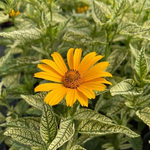 Heliopsis helianthoides 'Sunstruck'