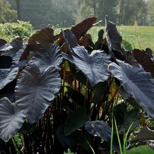 Elephant Ears - Colocasia 'Black Sapphire Gecko'