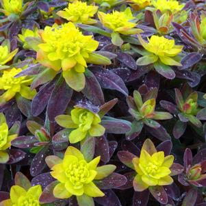 Euphorbia polychroma 'Bonfire'