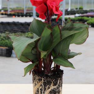 Canna 'Cannova® Rose'