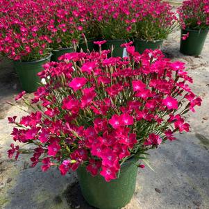 Dianthus 'Beauties® Kahori Scarlet'