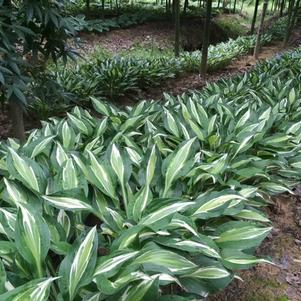 Hosta 'Snake Eyes'