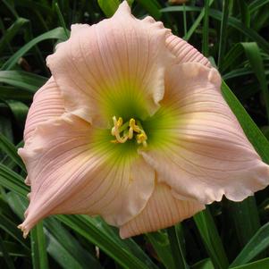 Hemerocallis 'Barbara Mitchell'