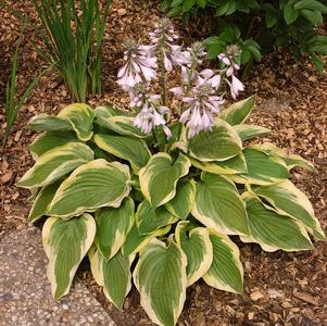 Hosta 'Frozen Margarita'