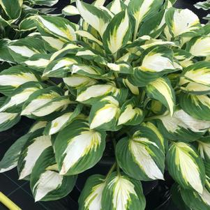 Hosta 'Color Festival'