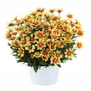 Coreopsis grandiflora 'Solanna™ Sunset Burst'