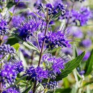 Caryopteris x clandonensis 'Dark Knight'