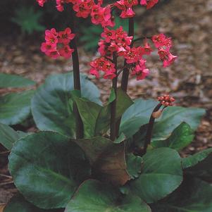 Bergenia cordifolia 'Winter Glow'