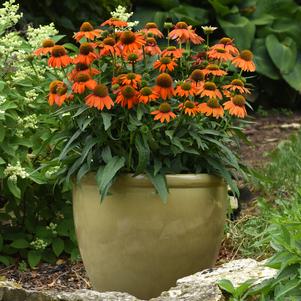 Echinacea 'Artisan™ Soft Orange'