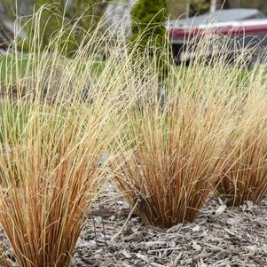 Carex buchananii 'Firefox'