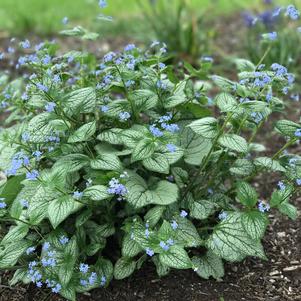 Brunnera macrophylla 'Sea Heart'