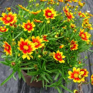 Coreopsis 'Li'l Bang™ Daybreak'