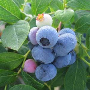 Blueberry 'Northcountry'