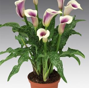 Calla 'Picasso®'