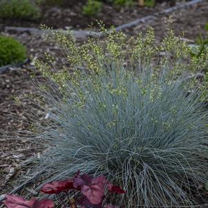 Festuca 'Blue Whiskers'